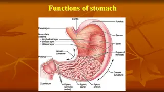 Functions and Secretions of the Stomach