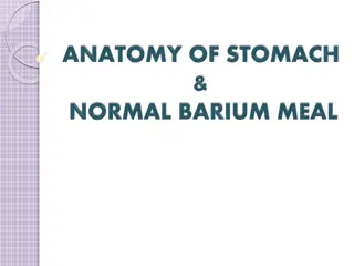 Comprehensive Guide to Stomach Anatomy, Histology, and Barium Meal Radiology