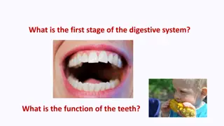 Journey Through the Digestive System: From Mouth to Intestines