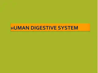 Exploring the Human Digestive System: Major Organs and Functions