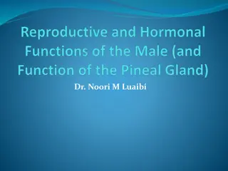 Male Reproductive and Hormonal Functions