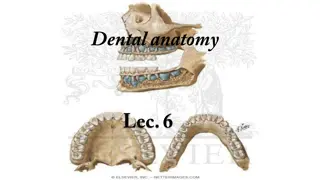 Characteristics of Mandibular Incisors in Permanent Dentition