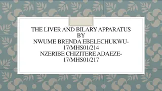 Functional Anatomy and Blood Supply of the Liver