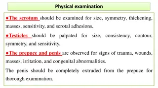 Canine Castration Techniques and Examination Guide