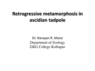 Retrogressive Metamorphosis in Ascidian Tadpole