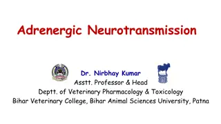 Understanding Adrenergic Neurotransmission in Veterinary Pharmacology