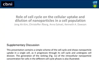 Role of Cell Cycle in Nanoparticle Uptake and Dilution in Cell Population