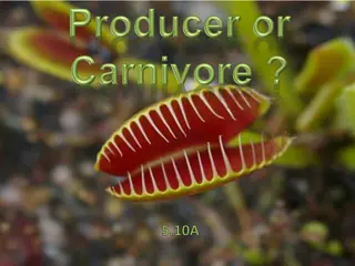 The Fascinating Venus Flytrap: A Carnivorous Plant Adapted to Bog Life