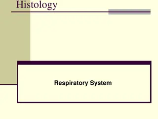 Overview of Mammalian Respiratory System Histology