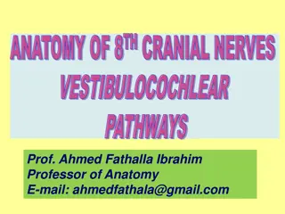 Auditory Pathway in the Brain: Nuclei, Pathways, and Connections