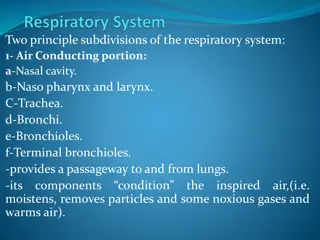 The Respiratory System Components and Functions