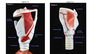 Anatomy of the Larynx: Detailed Illustrations and Muscle Actions