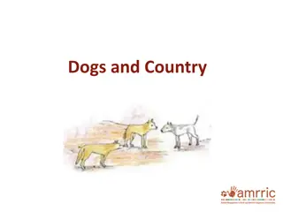 Managing Dogs in Country Areas for Community Health