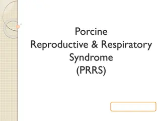 Porcine Reproductive & Respiratory Syndrome (PRRS)