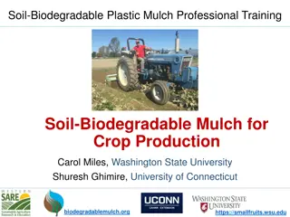 Exploring Soil-Biodegradable Plastic Mulch for Sustainable Crop Production