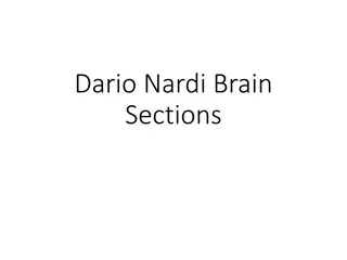 Dario Nardi's Brain Sections Analysis