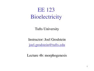 Exploring Bioelectricity and Regenerative Medicine in Morphogenesis