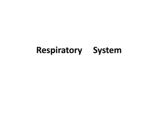 Overview of Respiratory System Components and Functions