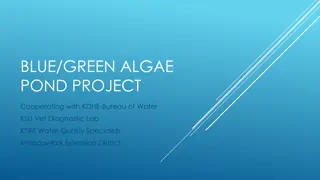 Innovative Algae Pond Project Collaboration in Kansas