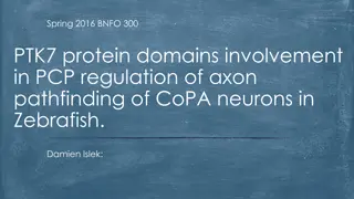 Regulation of Axon Pathfinding in Zebrafish CoPA Neurons by PTK7 Protein Domains