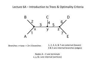 Trees and Optimality Criteria