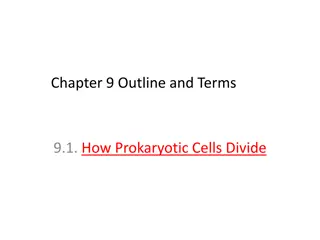 Cell Division Mechanisms in Prokaryotic and Eukaryotic Cells