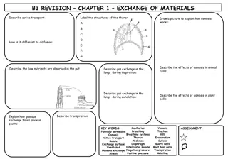 Biology Revision Notes on Exchange, Transport, and Homeostasis