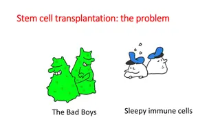 Stem Cell Transplantation: Removing Sleepy Immune Cells and Fighting 