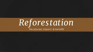 Understanding Reforestation: Process, Impact, and Benefits