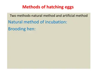 Methods of Hatching Eggs: Natural and Artificial Incubation Techniques