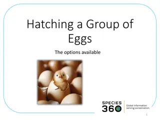 Egg Hatching Process Overview