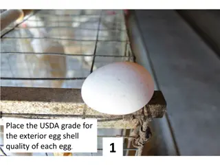 Identifying USDA Grade for Exterior Egg Shell Quality