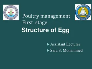 Structure of Eggs in Poultry Management