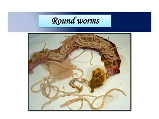 Giant Intestinal Roundworms: Ascaris lumbricoides