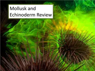 Mollusks and Echinoderms