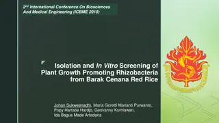 Isolation and Screening of Plant Growth-Promoting Rhizobacteria from Barak Cenana Red Rice