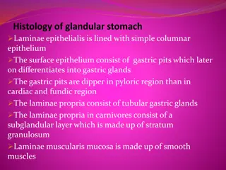 Structure of Gastric Mucosa in Glandular Stomach