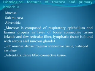 Respiratory Tract Anatomy Overview