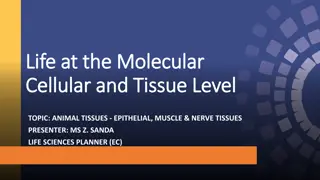 Understanding Animal Tissues: Epithelial, Muscle & Nerve Tissues