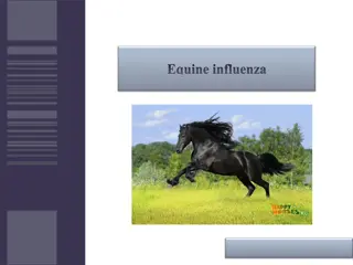 Equine Influenza: An Overview of Respiratory Tract Infections in Horses