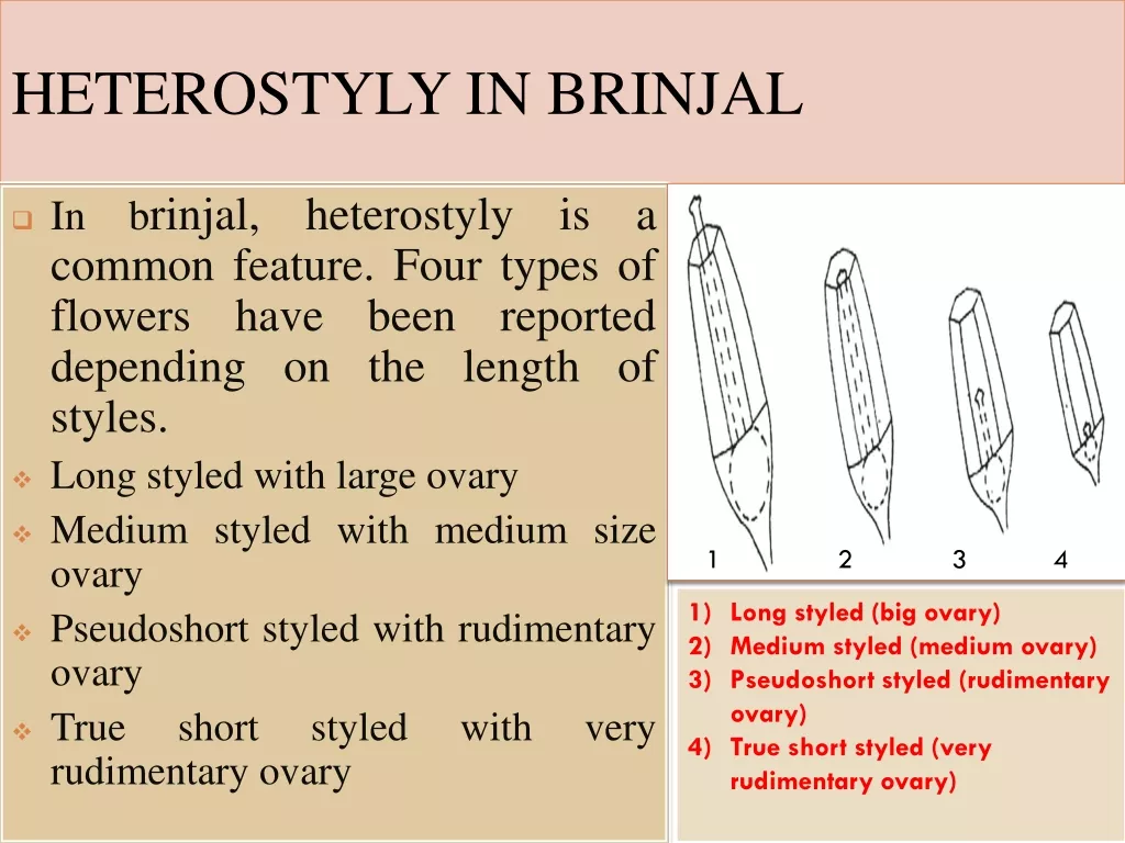 Heterostyly and Physiological Disorders in Brinjal