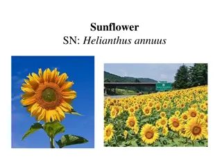 Overview of Sunflowers: Economic Importance, Cultivation, and Distribution