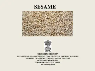 Overview of Sesame Cultivation in India: Insights and Statistics