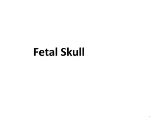 The Anatomy of the Fetal Skull