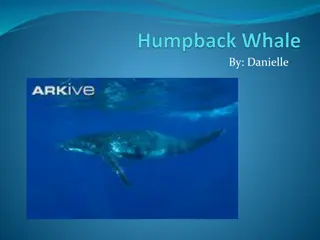 Fascinating Facts About Humpback Whales - A Conservation Story