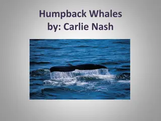 Discover Fascinating Facts About Humpback Whales!