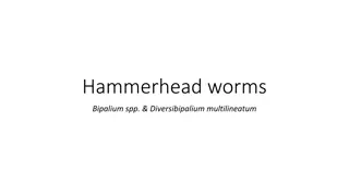 Hammerhead Worms: Invasive Species Identification and Overview