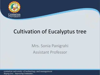 Cultivation Techniques for Eucalyptus Trees: A Comprehensive Guide