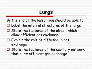 The Anatomy and Function of Lungs