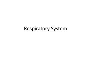 The Respiratory System and Its Functions